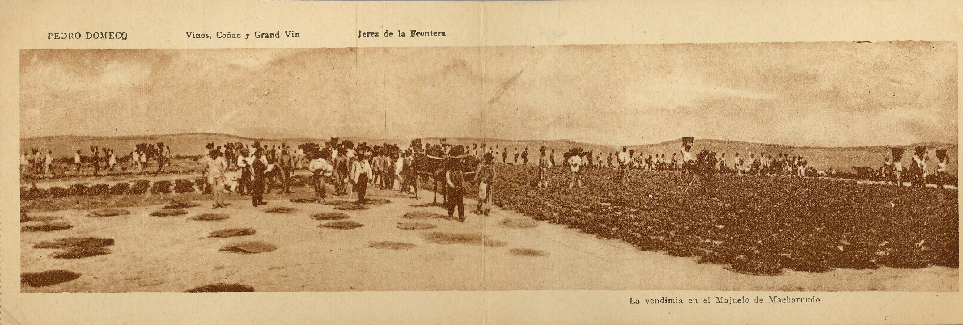 JEREZ DE LA FRONTERA: Vista tomada en una vendimia en el Majuelo de la Casa. 1924 (DJ07669)