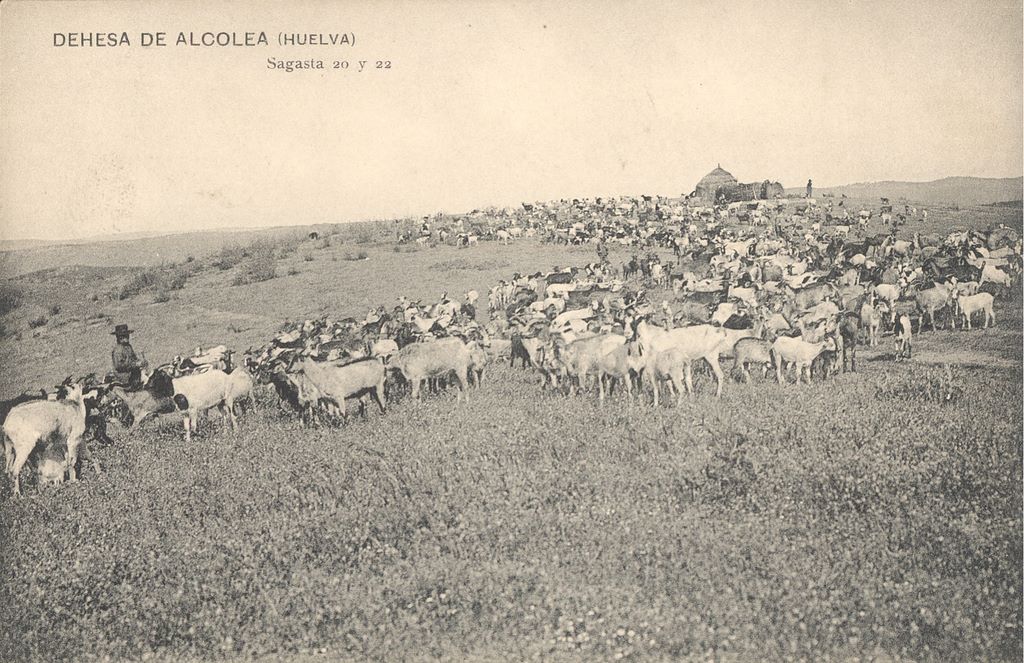 HUELVA: DEHESA DE ALCOLEA.1920(DJ07206)