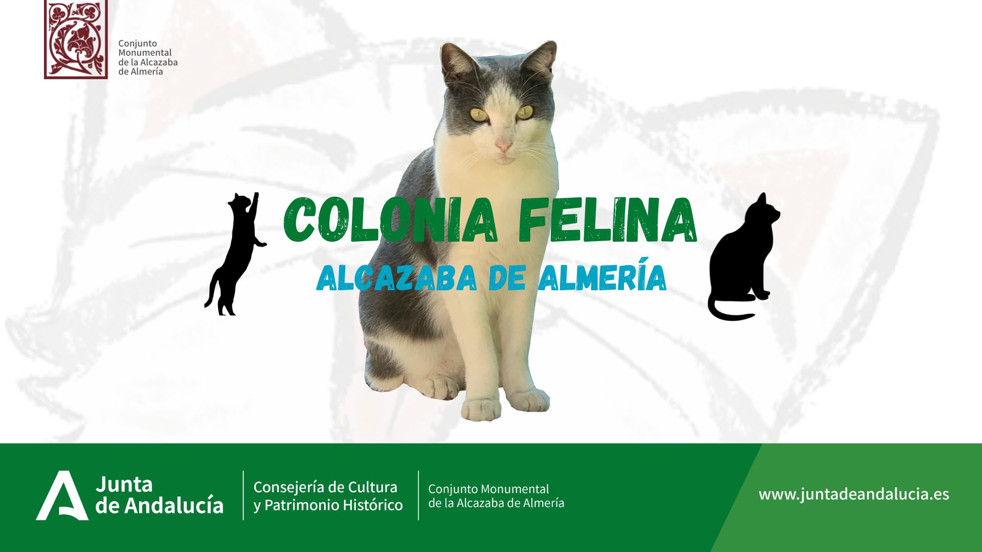 Colonia Felina