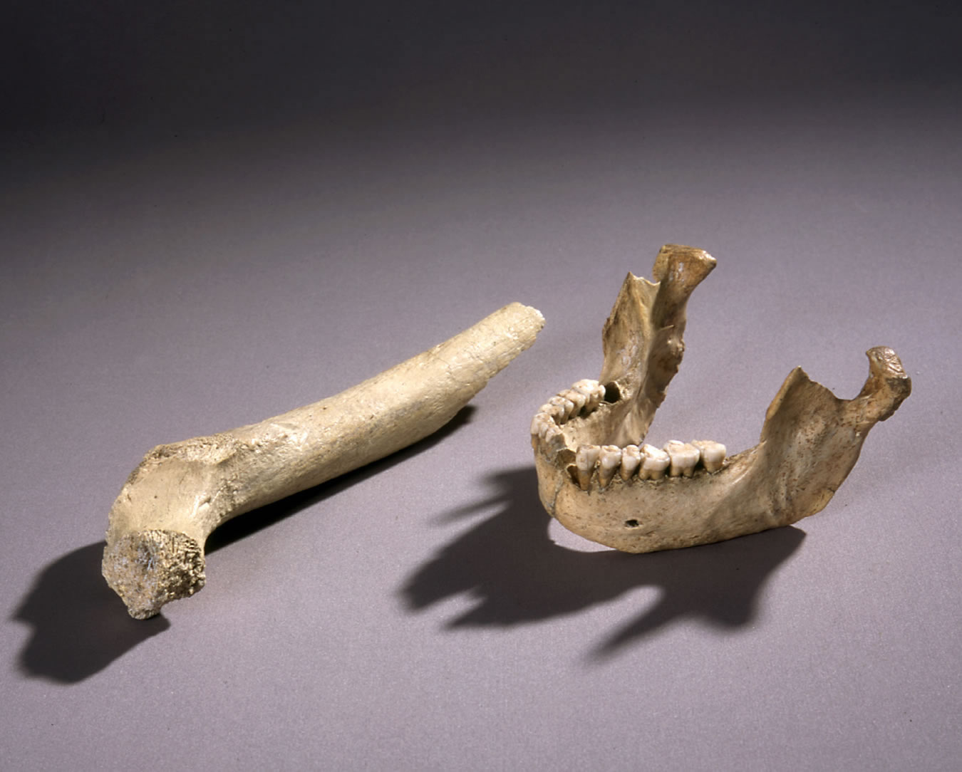 Mandíbula y fémur de neandertal del Boquete de Zafarraya